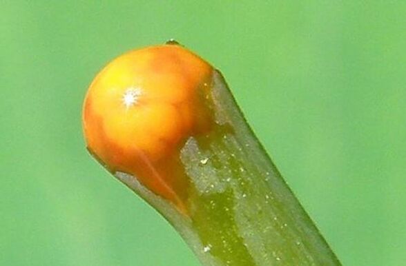 Eigenschaften von Schöllkraut bei der Behandlung von Papillomen.
